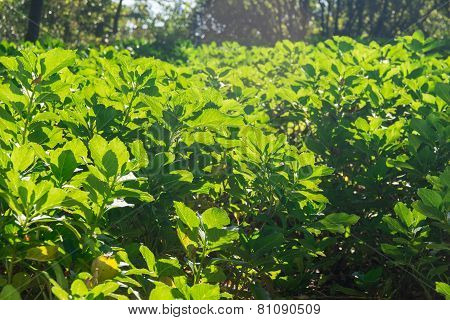 Grean Tea Leaf Photosynthesize In A Sunny Day