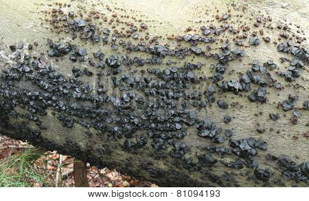 Black Bulgar Fungi.