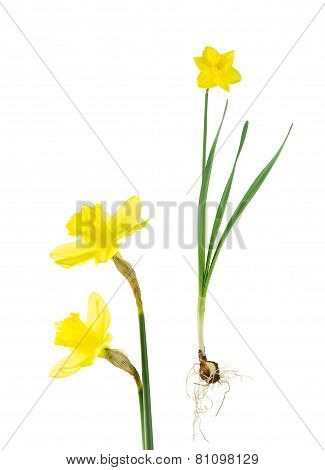 Daffodil Bulb, Leaves And Flowers