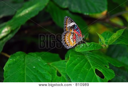 butterfly6727