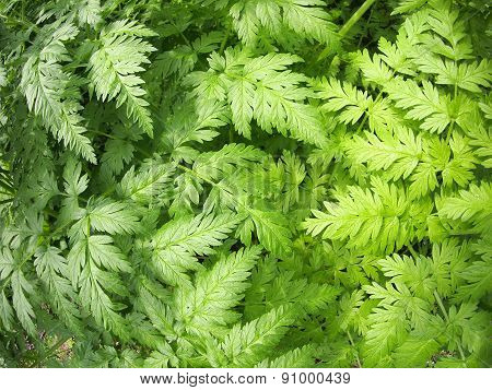 Aegopodium Podagraria