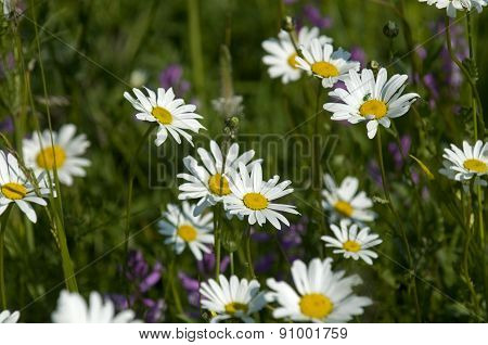 Meadow With White Flowers