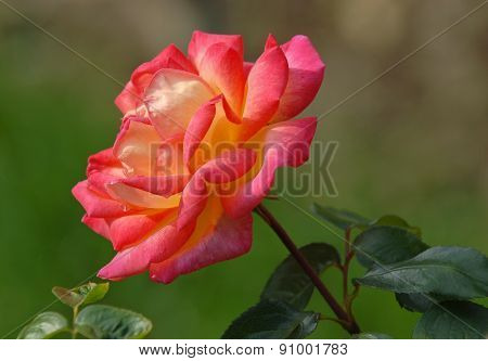 Multocolored Rose