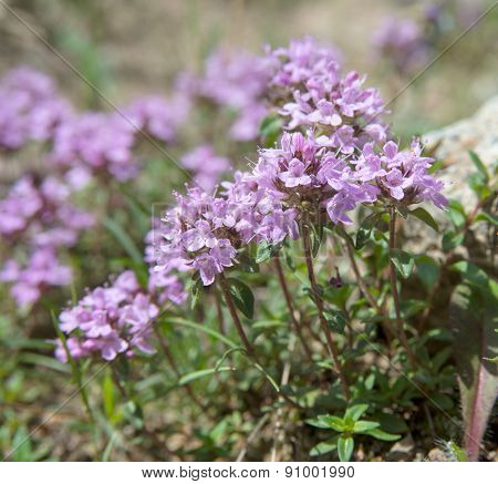 Thyme In Bloom