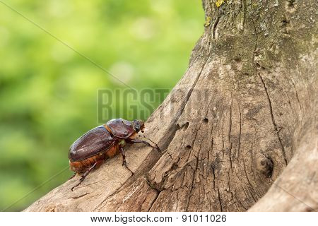 the female rhinoceros beetle crawling up the tree