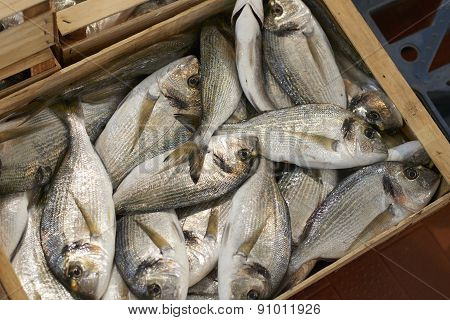 Sea Breams