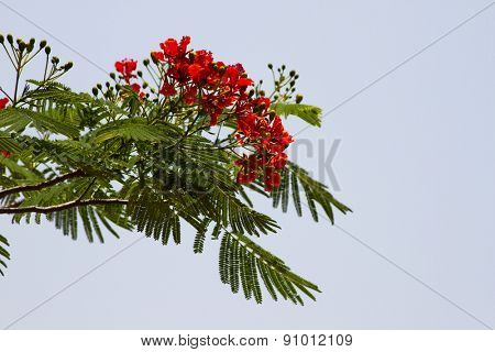 Beautiful red acacia branches. India Goa