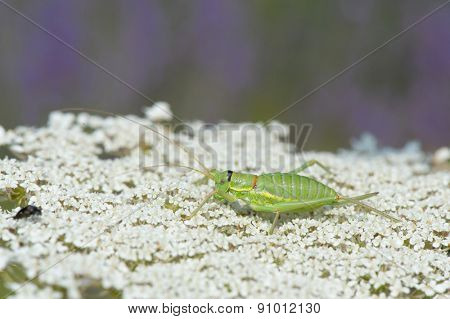 Green grasshopper on white cow parsley