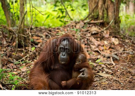 Mother and baby orangutan
