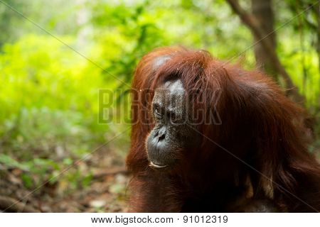 Wild orangutan in Sumatra