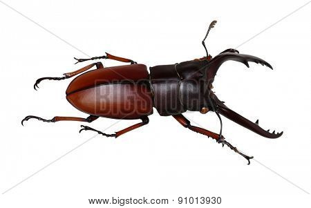 Stag beetle isolated on white