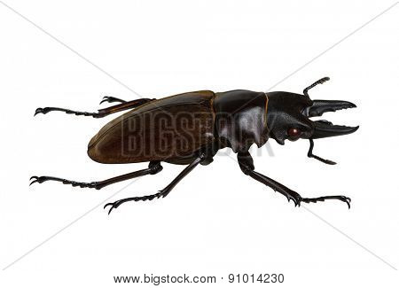 Stag beetle isolated on white