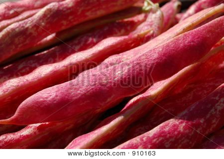 Borlotti ถั่วฝักแห้งในปิด