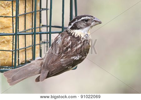 Black-headed Grosbeak (pheucticus Melanocephalus)