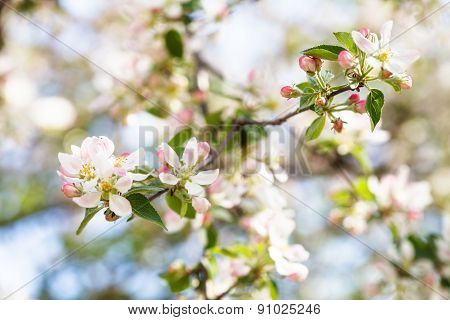 White And Pink Apple Tree Flowers Close Up