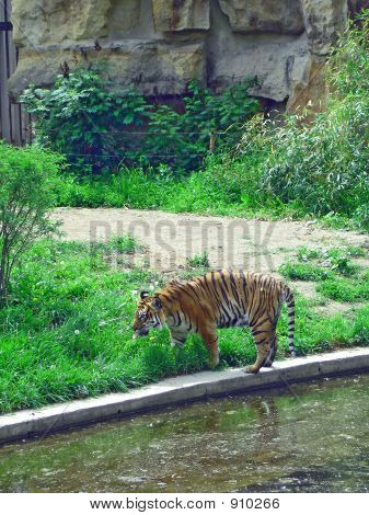 Annaffiatura Tiger