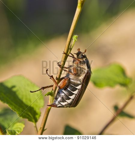 Cockchafer