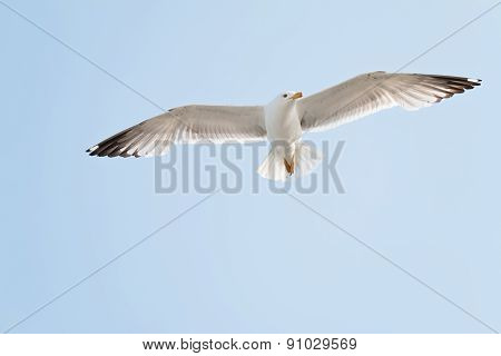 Soaring Herring Gull