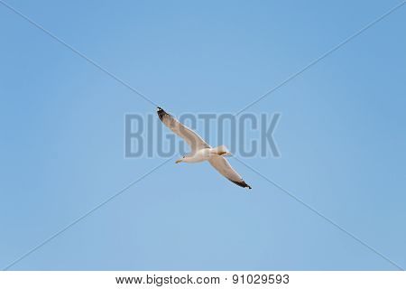 Soaring Herring Gull