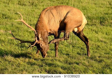 Elk Meadow