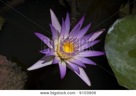 ลิลลี่สีม่วง