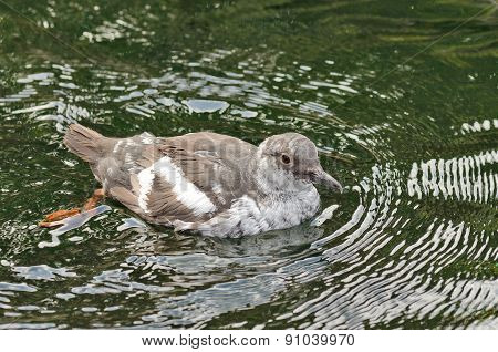 Pigeon Guillemot Cepphus coumba