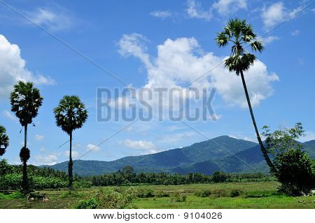 Sugar palm