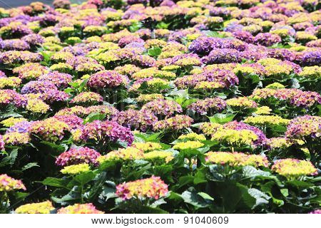 Hydrangea,Big-leaf Hydrangea,Laurustinus