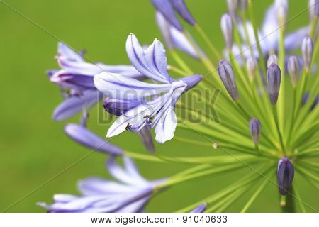 Lily of the Nile,African Lily