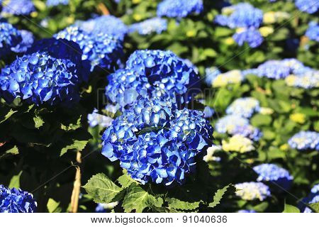 Hydrangea,Big-leaf Hydrangea,Laurustinus