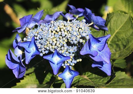 Hydrangea,Big-leaf Hydrangea,Laurustinus