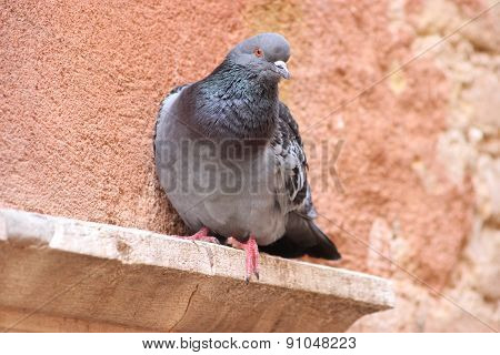 Beautiful Feral Pigeon In Venice, Italia