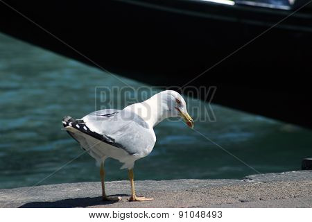 Curious Seagul