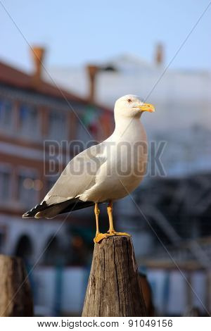 Seagull Standing And Watching