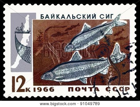 Vintage  Postage Stamp.  Baykal Whitefish.