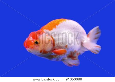 Beautiful Ranchu Or Lion Head Goldfish