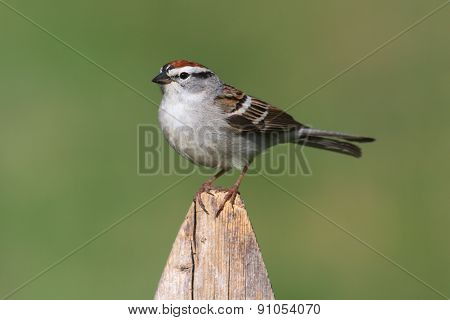 Sparrow On A Perch With A Colorful Background