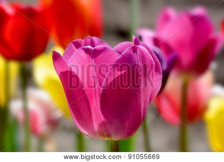 The tulip