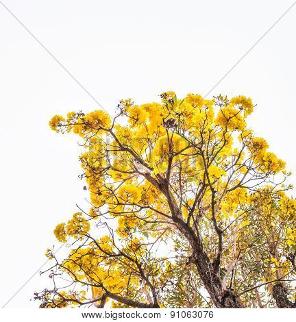 Tabebuia Chrysotricha Yellow Flowers Blossom