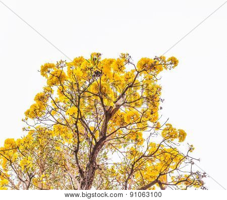 Tabebuia Chrysotricha Yellow Flowers Blossom