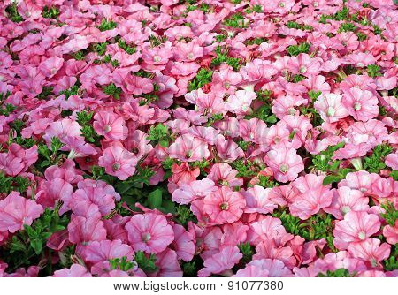 Background Petunias In The Greenhouse