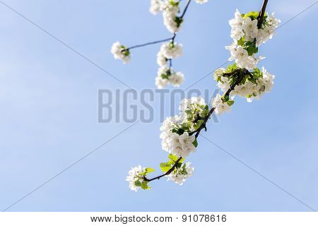 spring flower