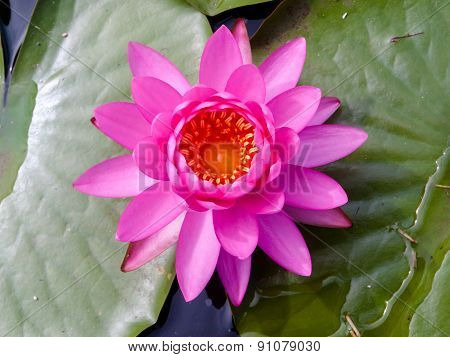 Lotus