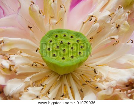 Water lily