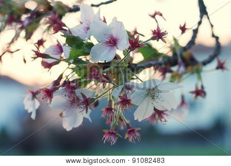 Sakura cherry flower (Prunus serrulata)