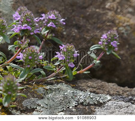 Thyme, Thymus Serpyllum