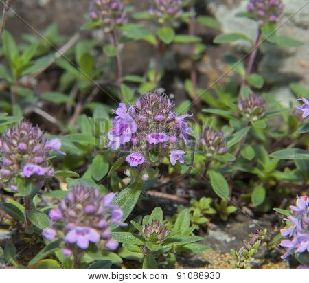 Thyme, Thymus Serpyllum