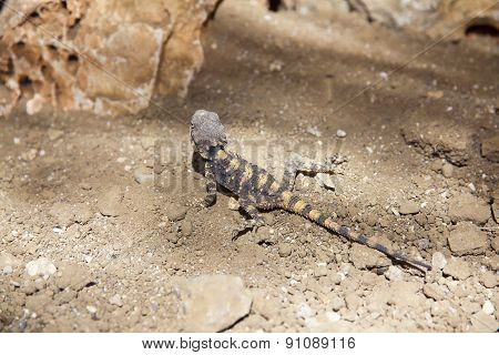 Lizard