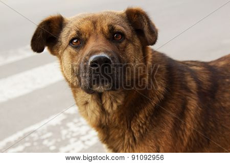 Lonely Homeless Dog