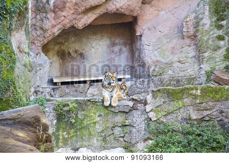 Bengal Tiger